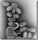 Influenza virus